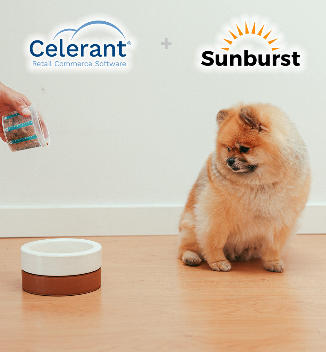 Celerant and Sunburst with a hungry pomeranian