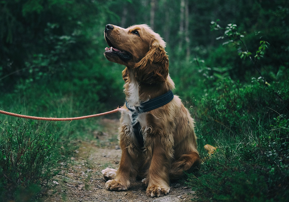 Dog In Woods